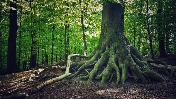 Close-up of a tree with its roots extending into the ground,