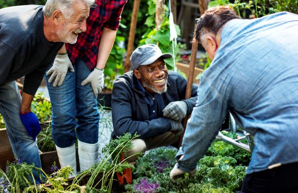 Three people smiling as they pick fresh vegetables in a community garden, enjoying the outdoors and teamwork.